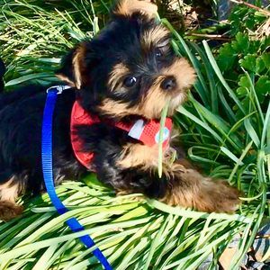 Meet your Posher, Jacqueline